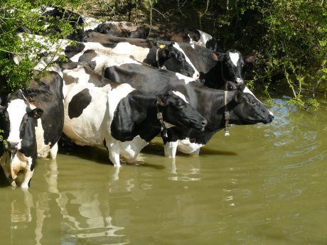 Black and white cows
